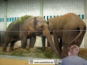 Elefantenhaus Magdeburg