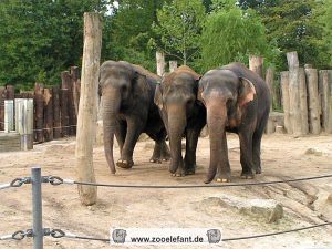 Drei Elefanten in Münster