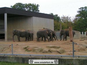 Duie Münsteraner Elefanten
